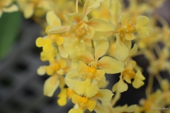 温室で咲くランの花