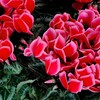 冬の華