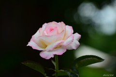 7月の薔薇