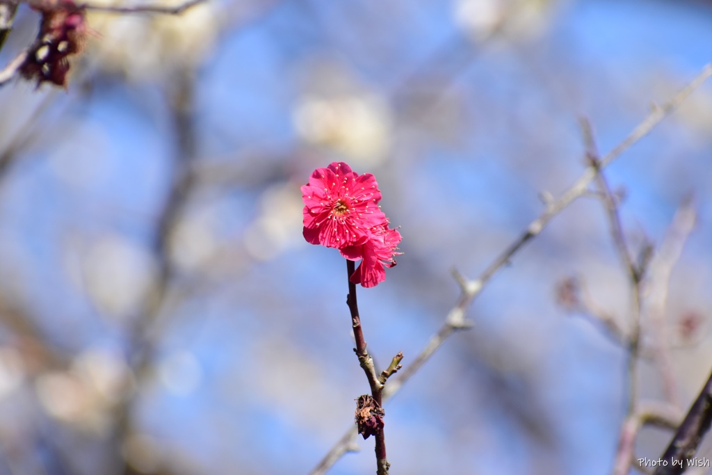 紅梅