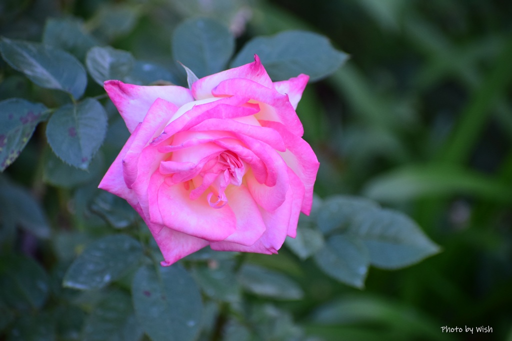 ピンク色の薔薇