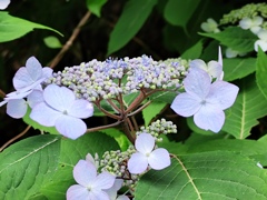 紫陽花