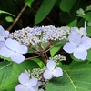 紫陽花