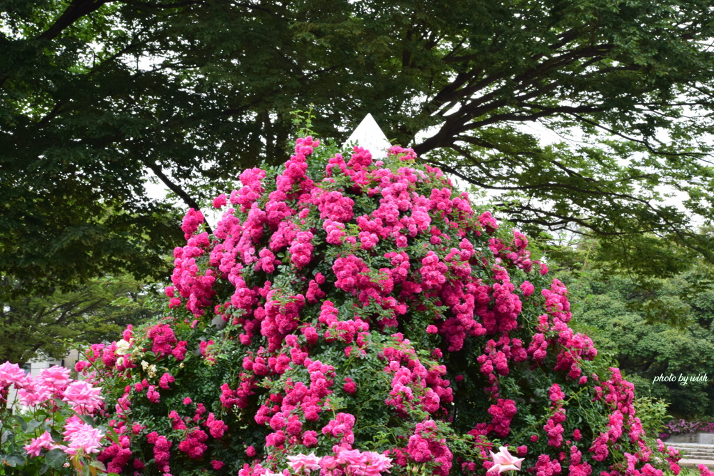 ６月の薔薇