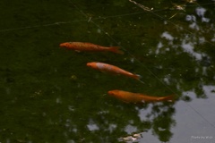 泳ぐ鯉