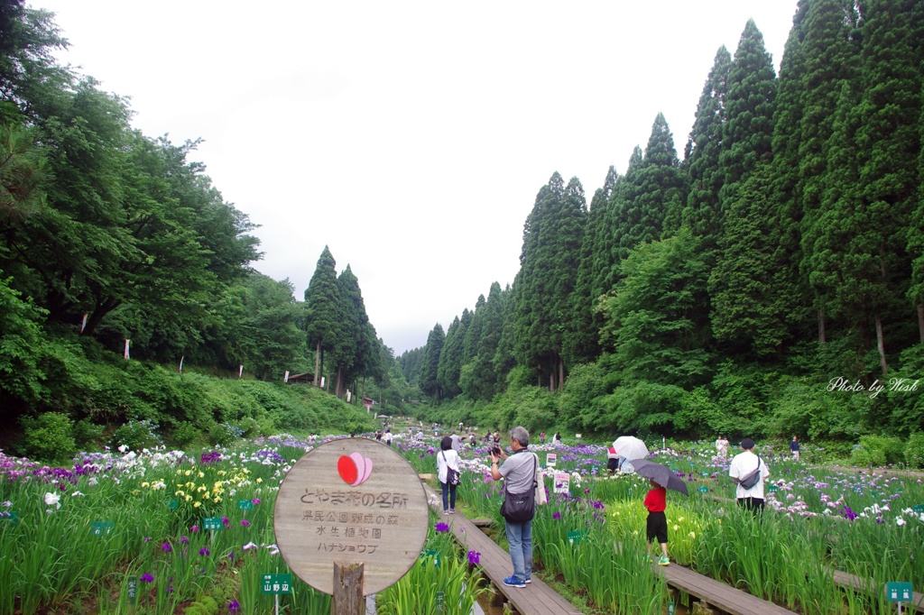 花菖蒲園