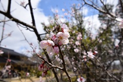 試し撮り