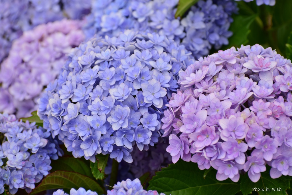 紫陽花の季節