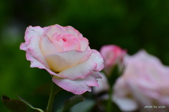 7月の薔薇