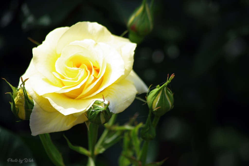 Yellow　Rose