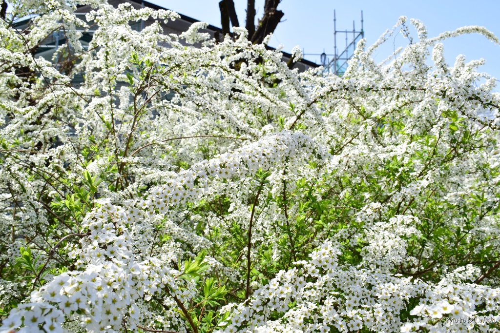 ユキヤナギ
