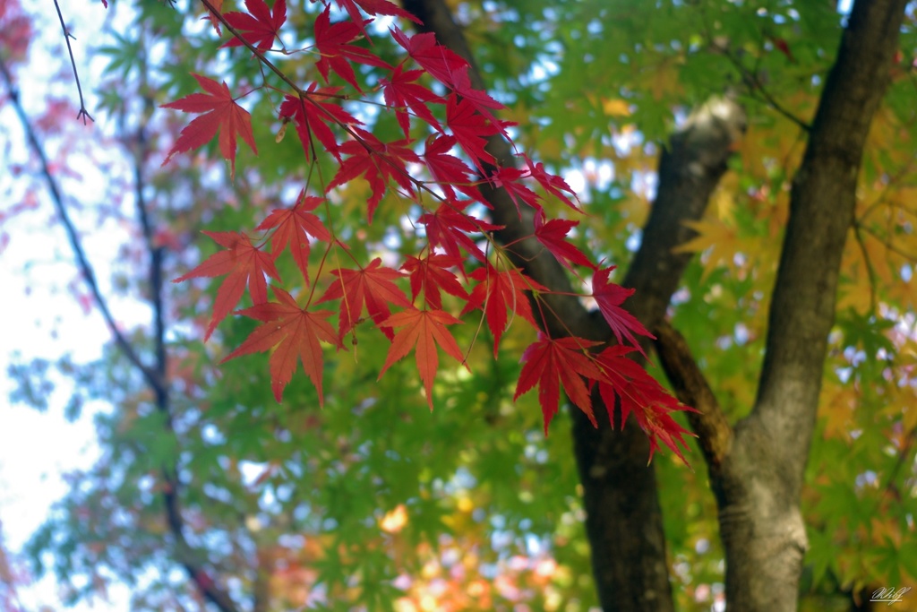 紅葉のグラデーション