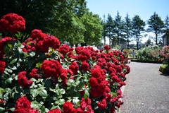 6月の薔薇