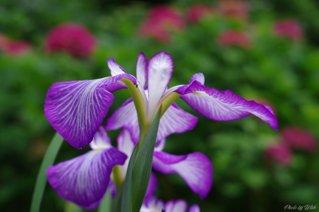 頼成の森