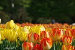 ２０１７チューリップの花