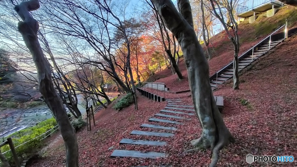 落葉の絨毯