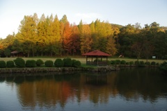 Colored leaves gradation 2016
