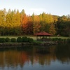 Colored leaves gradation 2016