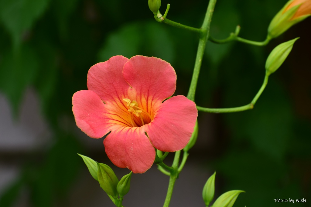夏花