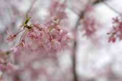 枝垂桜