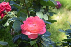 初夏の薔薇