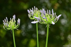 アガパンサスの蕾