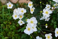 秋明菊