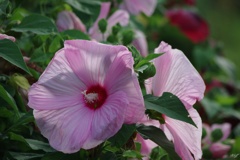 アメリカ芙蓉