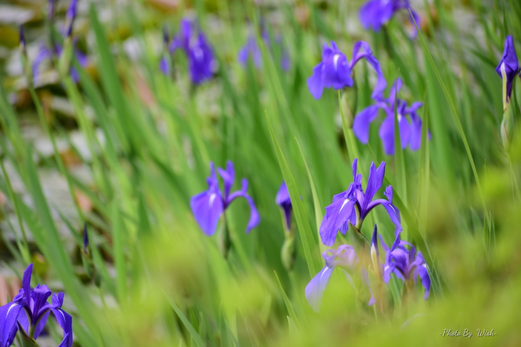 花菖蒲