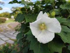 白花