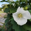 白花
