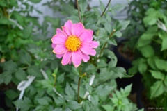 dahlia
