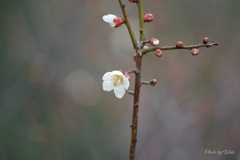 白梅の咲きはじめ