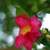 花弁