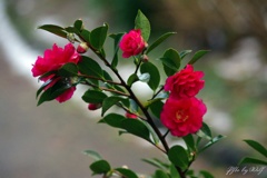 山茶花