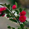 山茶花