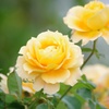 秋薔薇：万葉