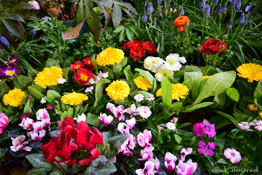 春色花壇