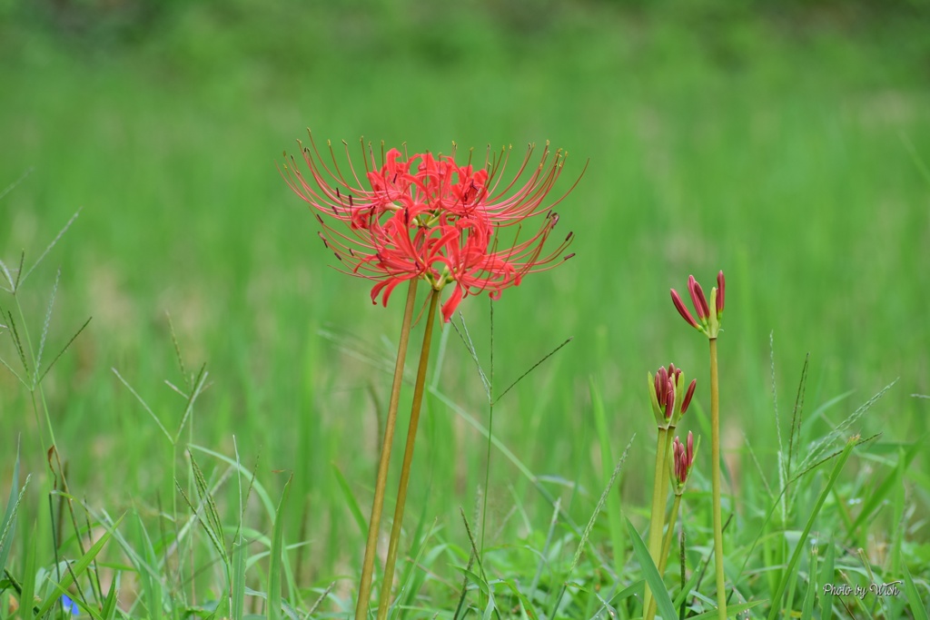 開花と蕾