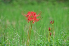 開花と蕾