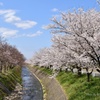 咲き始めと満開の桜並木