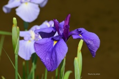 彩り鮮やか花菖蒲