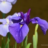 彩り鮮やか花菖蒲