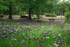 砺波チューリップ公園内の花菖蒲園