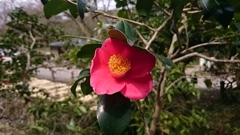 椿