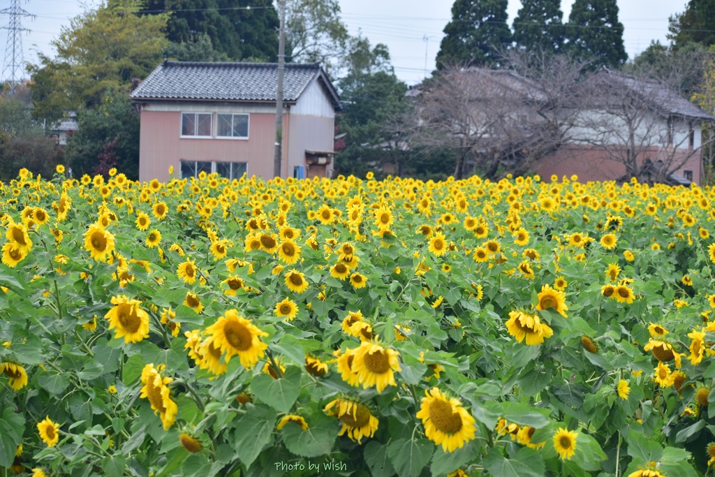 11月のひまわり