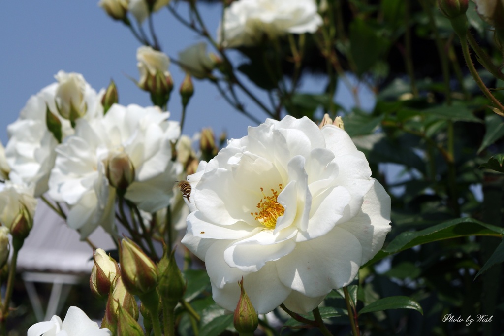 白薔薇とミツバチ