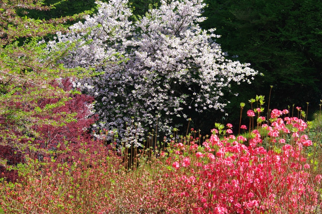 春の花木達