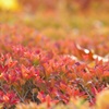 ドウダンツツジの紅葉