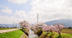 桜並木